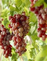 Vitis 'Vanessa' - Grape Vine