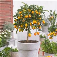 Fruiting Kumquat Tree - Citrus Fortunella Margarita