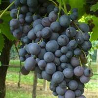 Vitis vinifera - Moscato d'Amburgo - Black Muscat Grape - circa 130-160cm