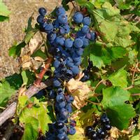 Vitis Vinifera - Michele Palieri - circa 120-140cm