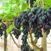 Vitis Vinifera - Pizzutello Nero - circa 120-40cm