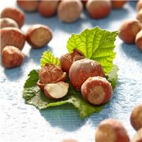 Hazelnut bush - Corylus avellana Yamhill - Nut Tree circa 100-120cm tall