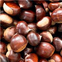 Sweet Chestnut - Castanea sativa - circa 100-120cm tall