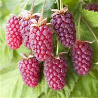 Thornless Loganberry - Rubus x loganobaccus