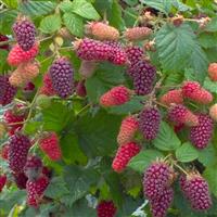 Rubus Tayberry - Raspberry Blackberry Hybrid