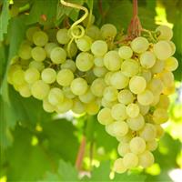 Vitis Golden Champion - White Grape