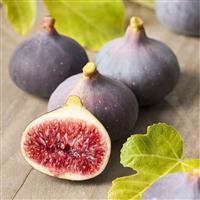 Fig - Ficus carica Violette Dauphine