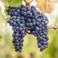 Dwarf Grape Vine - Vitis vinifera Pinot Noir