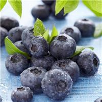 Blueberry - Large Vaccinium corybosum Goldtraube