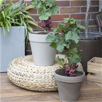 Dwarf Grape Vine - Vitis Pixie - 'Cabernet Franc'
