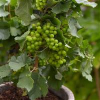 Dwarf Grape Vine - Vitis Pixie - 'Riesling'