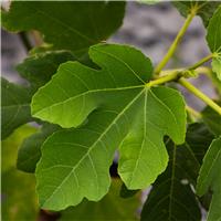 Fig - Ficus carica 'Peretta'