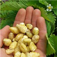 Strawberry Plant 'Yellow Wonder' - Tropical Pineapple Flavoured Alpine Strawberry