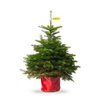 Fresh Potted Non-Drop Luxury Nordman Fir Christmas Tree - circa 4ft