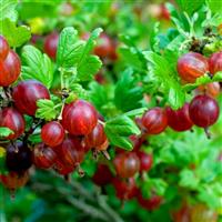 Ribes uva-crispa - RED Gooseberry - Standard Fruit Tree