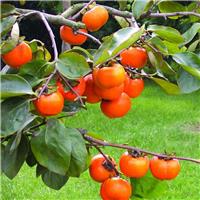 LARGE 1.6-1.8m Hardy Sharon Fruit Tree - Diospyros kaki Specimen - Grow your own Persimmons!