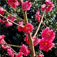 Prunus persica Melred - Peach Tree