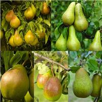 PEAR TREE - Lucky Dip Lost Label Pear Plants