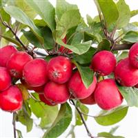 Malus Appletini - Compact Mini Apple Tree