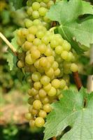 Vitis Vroege Van Der Laan - White Grape