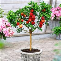 Patio Peach Tree Bonanza - Prunus persica