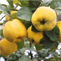 Large Quince Tree - Circa 5-6ft - Cydonia oblonga Gigante de Vranja