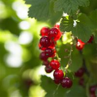 Ribes rubrum - Red Currant - circa 120cm Standard Fruit Tree
