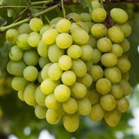 Bianca Grape Vine - Vitis vinifera - White Grape