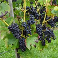 Noir Grape Vine - Vitis vinifera - Black Grape
