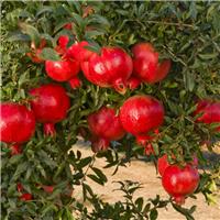 LARGE Hardy 1.6-1.8m Pomegranate Tree - Punica granatum 'Mollar de Elche' Specimen - Grow your own Juicy Superfruits!