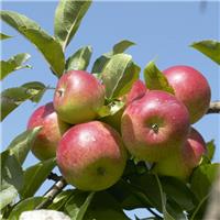 Apple Tree - Malus domestica 'Discovery' - 5-6ft