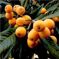 Eriobotrya 'Coppertone' Japanese Loquat Tree - Large