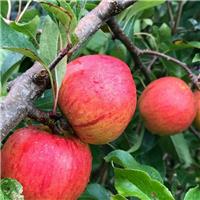 Apple Tree - Christmas Pippin - Circa 5-6ft