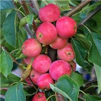 Crabapple Tree - Malus Crimson Cascade - Circa 5-6ft