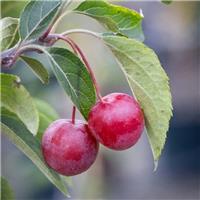 Crabapple Tree - Malus Hupehensis - Circa 5ft