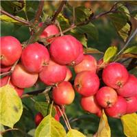 Crabapple Tree - Malus Jelly King - Circa 120-140cm tall