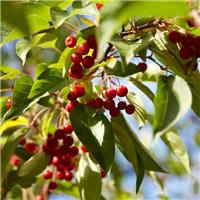 Crabapple Tree - Malus Red Sentinal - Circa 5-6ft