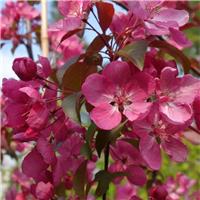 Crabapple Tree - Malus Rudolph - Circa 5ft