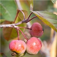 Crabapple Tree - Malus Scarlet Brandywine - Circa 5-6ft