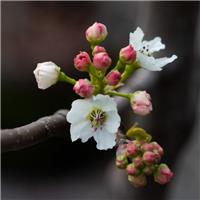 Pear Tree - Pyrus Chanticleer - circa 5ft