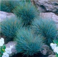 Festuca glauca Elijah Blue - Fescue - Pack of THREE