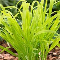 Milium effusum aureum