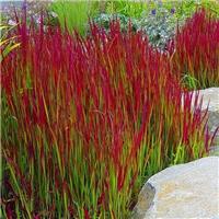 Imperata cylindrica Red Baron - Pack of THREE Japanese Blood Grasses