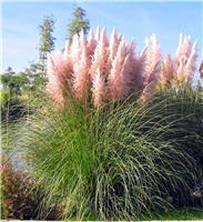 Cortaderia selloana Rosea - Pink Pampas Grass