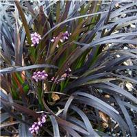 Ophiopogon planiscapus Nigrascens - Black Mondo Grass - Pack of THREE Plants