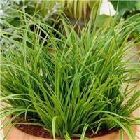 Carex morrowii Variegata