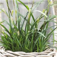 Carex Irish Green