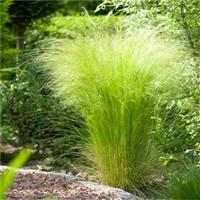 Stipa tenuifolia 'Ponytails' - tenuissima Pheasant Grass