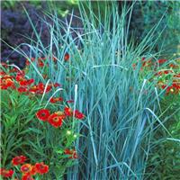 Panicum Prairie Sky - Sky Blue Switch Grass
