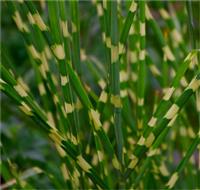 Miscanthus sinensis strictus 'Zebrinus' - Zebra Grass